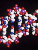 DNA的結構照片