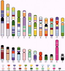 人類的23條染色體與老鼠的21條染色體的基因類型對照圖。人類染色體圖譜 　　中白色的區域表示的是老鼠所沒有的基因類型。圖片由《自然》雜誌授權使用。