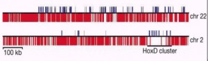 2號和22號染色體中的兩個區段（10萬堿基對）。其中的紅色條塊散佈著重復序列， 　　而藍色條塊代表已知基因的編碼段（exons）。圖片由《自然》雜誌授權使用。