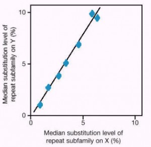 Y比X染色體具有更高的置換律（substitution rate）， 圖表由《自然》雜誌授權使用。