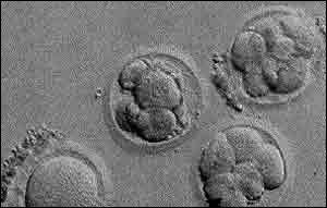 有些科學家對人類胚胎復制的道德問題表示關注 