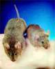圖左為約翰霍浦金斯大學研究人員利用基因工程技術生產的老鼠，比圖右的正常老鼠大得多。(美聯社)